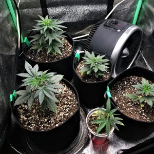 Freebie + 1 grow 9-27-21 evening.jpg