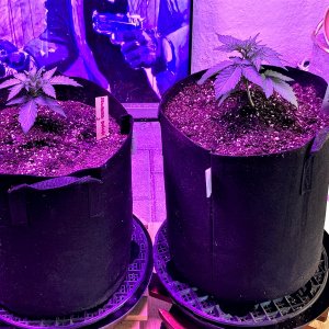 Gelato Transplant Day 17.jpg