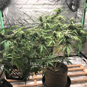 CB Clone 9-29-21.jpg