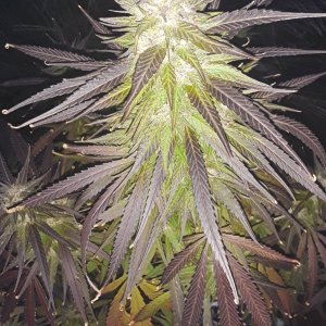 Seed-4_LateFlower PurpleMainCola.jpg