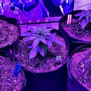 Autotown September 30 All Transplanted into 5 and a half gallon containers of Sohum.jpg