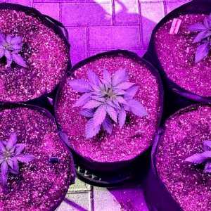 Autotown Complete Five transplanted plants all happy.jpg