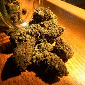 GOG cured buds 9-30-21.JPG