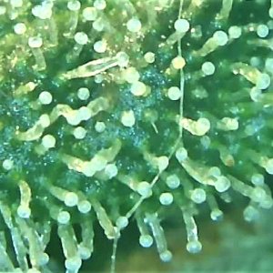 Trichome 1 Sept 30.jpg