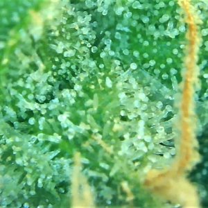 Trichome 2 September 30.jpg