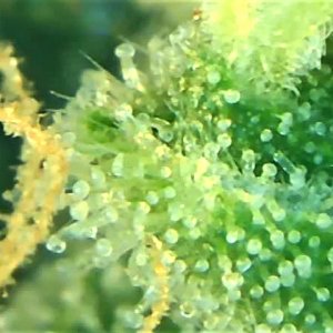 Trichome 3 September 30.jpg