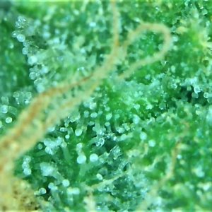 Trichome 5 September 30.jpg