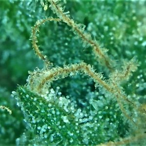 Wild Trichome 6 September 30.jpg