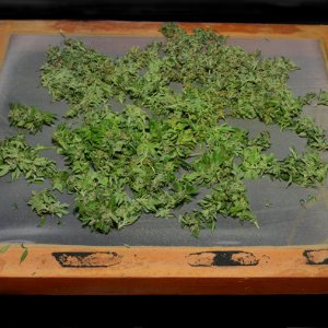 CAT 11737 A MARIJUANA DRYING SCREEN.jpg