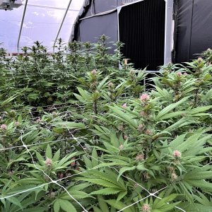 Blue City Diesel Greenhouse grow.jpg