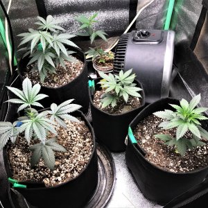 Freebie + 1 Grow 10-1-21 Day24.jpg