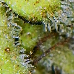 OutsideChocTrichomes_10022021.jpg