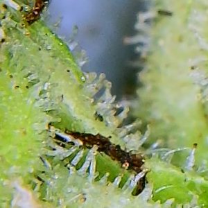 OutsideChocTrichomes2_10022021.jpg