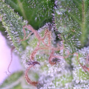 purpletrichome.jpg