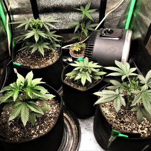 Freebie + 1 Grow 10-3-21 Day26.jpg