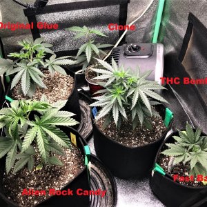 Freebie +1 Grow 10-5-21 Day28 labels.jpg