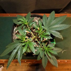 OG 10-6-21 Day29 LST start .JPG