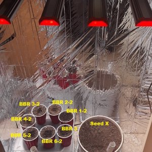 growspace Plant Map-03.jpg