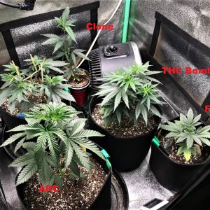 Freebie + 1 Grow 10-7-21 Day30 labels.jpg