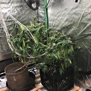 CB clone 10-8-21 pathetic trellis.jpg