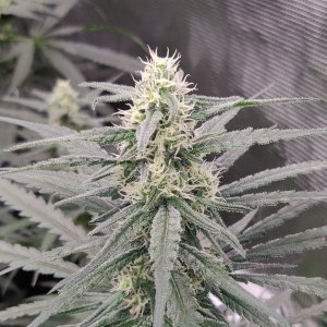 Blue Sunset Sherbert - Day 77 - 1.jpg