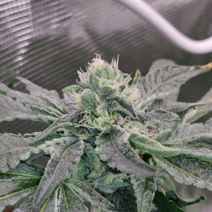 Mimosa x Orange Punch - Day 77 - 1.jpg