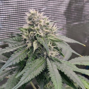 Red Hot Cookies - Day 77 - 1.jpg