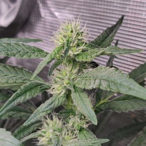 Sweet Cherry Pie - Day 77 - 1.jpg