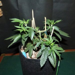 OG 10-9-21 Day32.JPG