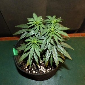 THC Bomb#2 10-9-21 Day32.JPG