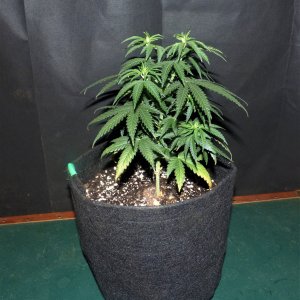 THC Bomb 10-9-21 Day32.JPG