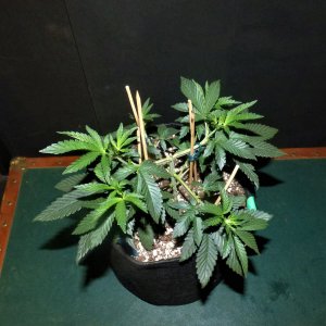 OG#2 10-9-21 Day32.JPG