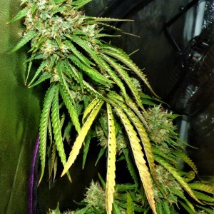 GOG clone (left) bud 10-9-21.JPG