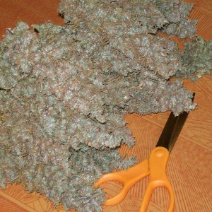 OAXACAN GOLD Orignal green pheno 054.JPG