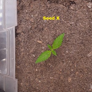 Seed X 5days-01.jpg