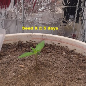 Seed X 5days-02.jpg