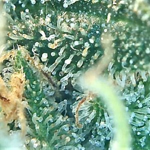 Trichome 1 SA.jpg