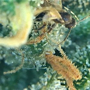 A little friend eating my trichomes.jpg