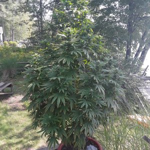 Seed4-4_2-900buds.jpg