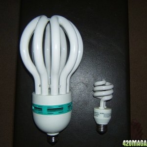 Envirolite Parmax "Rosebud" CFL