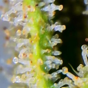 OutsideChocTrichomes_10132021.jpg