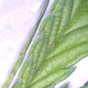 thrips06.jpg