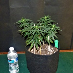 THC Bomb 10-1-21 Day39.JPG