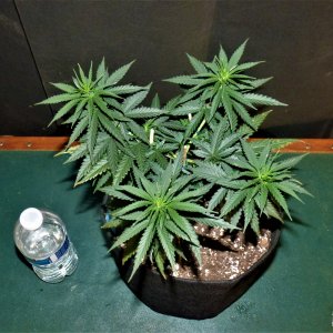 THC Bomb top 10-16-21 Day39.JPG