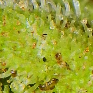 OutsideChoc_trichomes3_10182021.jpg