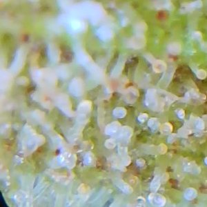 OutsideChoc_trichomes2_10182021.jpg