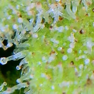 OutsideChoc_trichomes_10182021.jpg