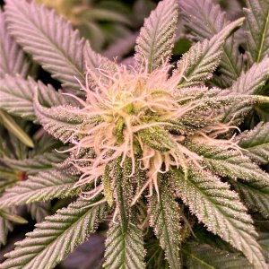 Ghost Train Haze Bud October 19.jpg