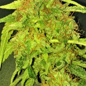 CB clone 10-18-21 END bud.JPG