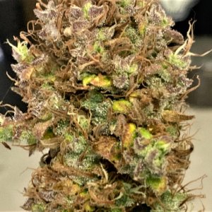 Chunky first harvested bud interior.jpg